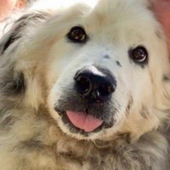 Meet your Posher, Uncle Bean - Picture 1 of 1